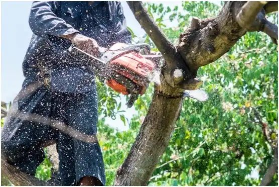 tree services Mayo